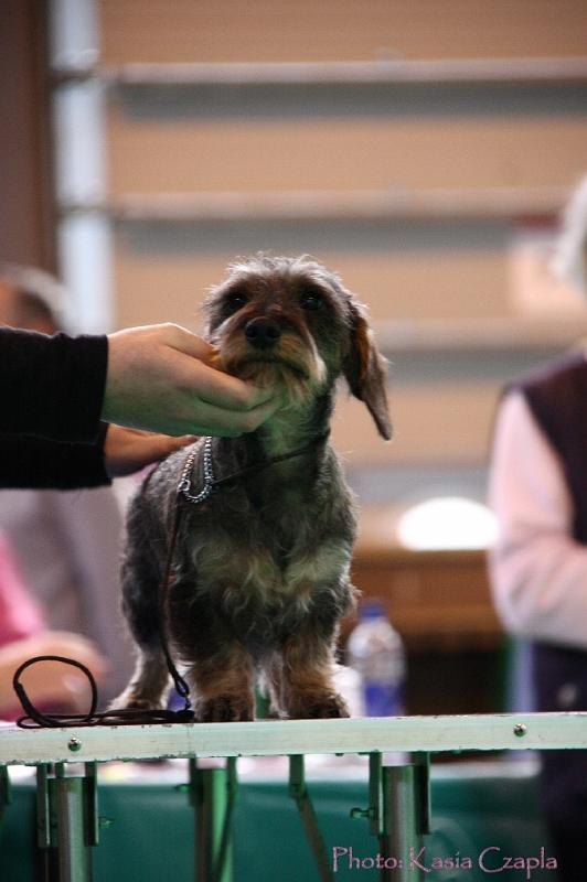 Crufts2011_2 1005.jpg